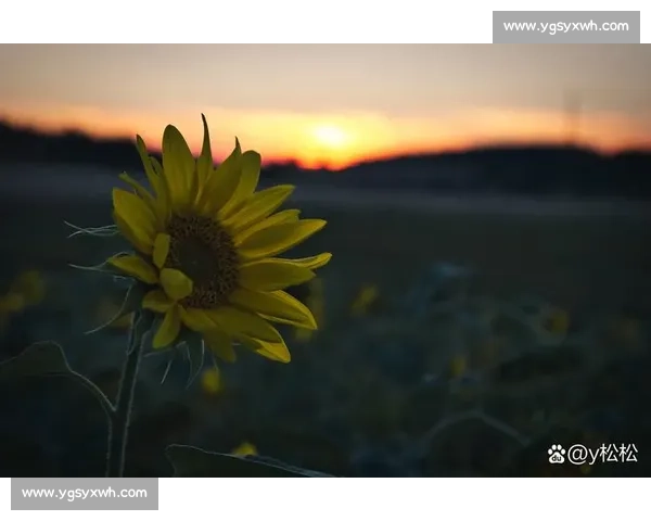逆风而上,勇敢追梦:在挑战中绽放人生最耀眼的光辉 逆风而上,勇敢追梦:在挑战中绽放人生最耀眼的光辉
